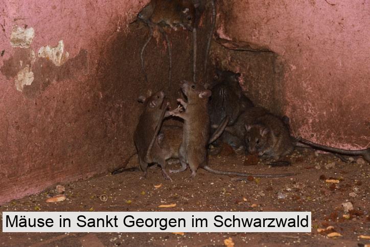 Mäuse in Sankt Georgen im Schwarzwald